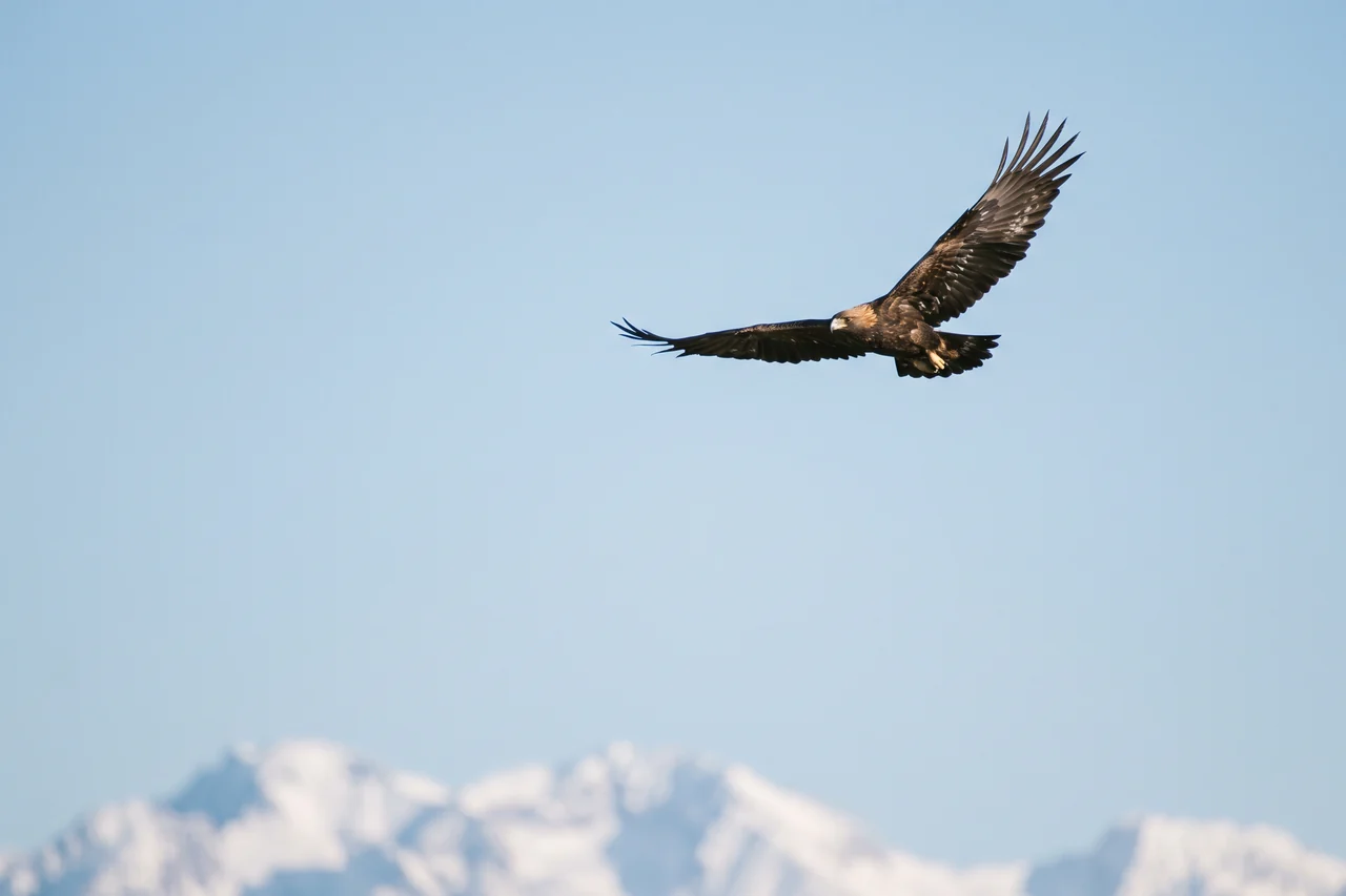 Un’aquila che vola con le ali spiegate nel cielo azzurro, sopra le cime innevate delle montagne