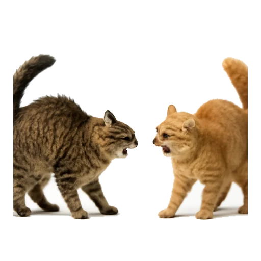 Illustrazione: litigare