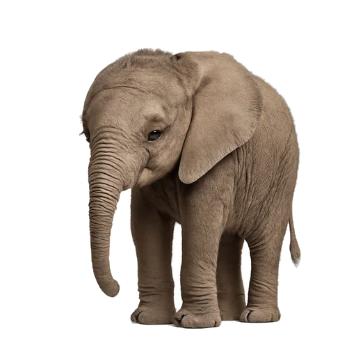 Illustrazione: piangere