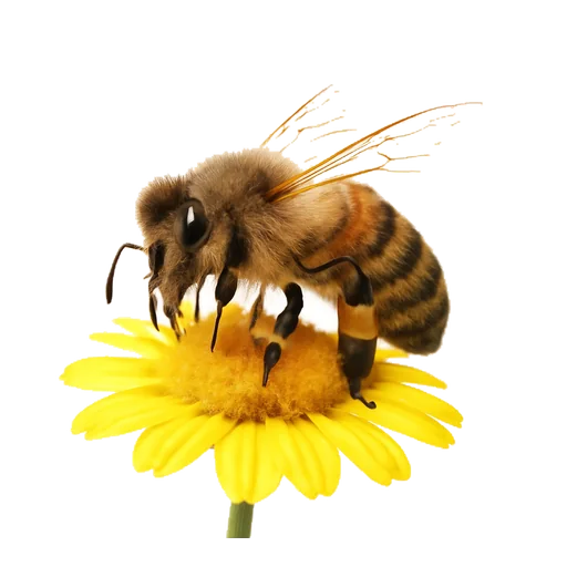 Illustrazione: raccogliere