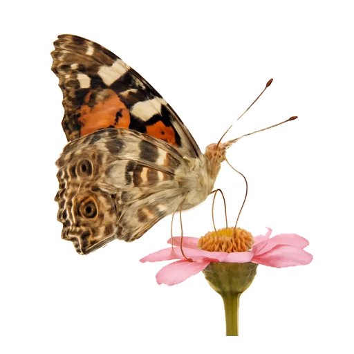 Illustrazione: succhiare