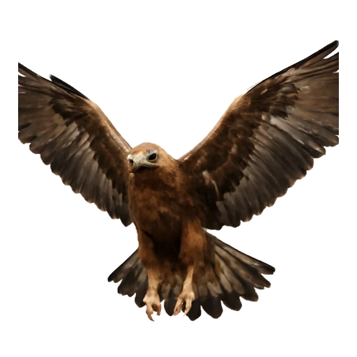 Illustrazione: volare